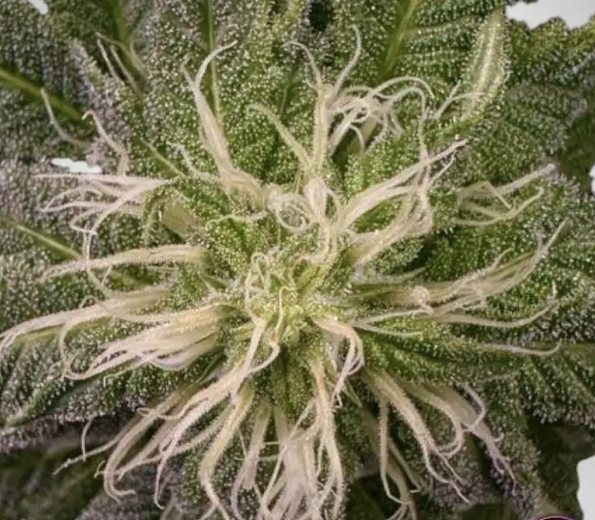 Kush > The Bulldog Seeds | Feminized Cannabis   |  Indica